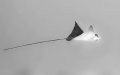 Spotted Eagle Ray